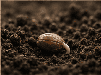 Seed
