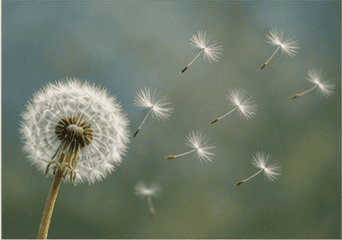 Dandelion seeds