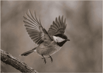 Bird taking flight