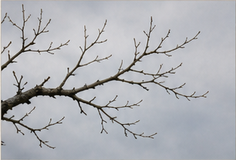 Bare branch