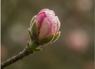 Bud